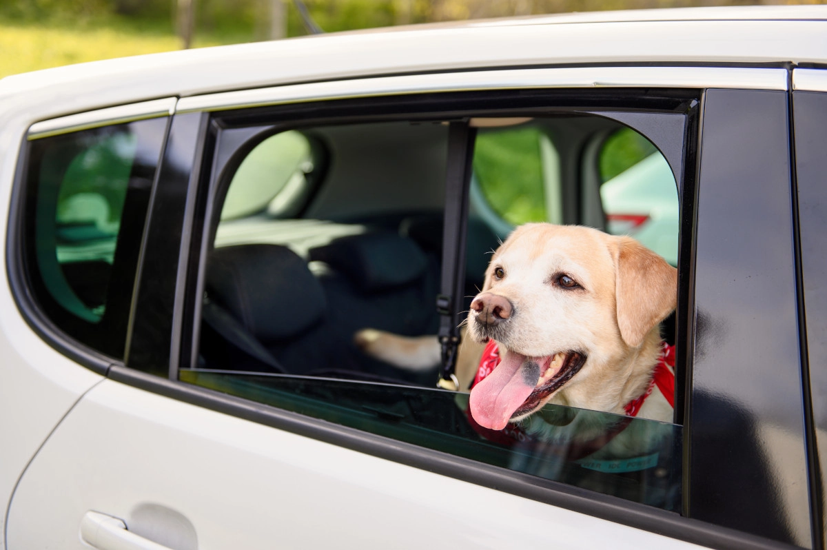 perro transporte taxi